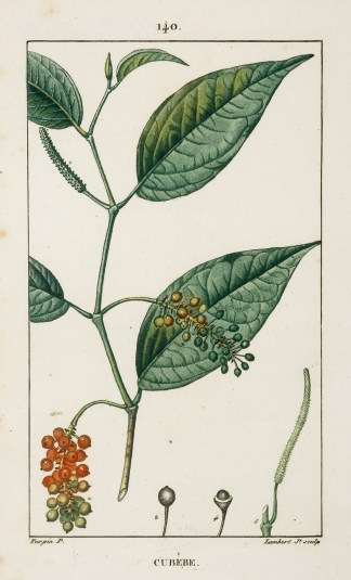 Cubebe [Piper Cubeba] Fruits, Herbs, Medicinal, Spices, Vegetables