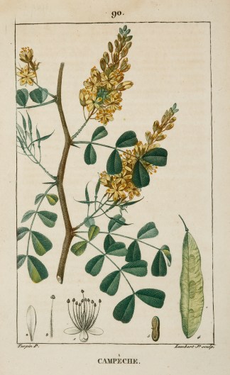 Campeche [Logwood] Fruits, Herbs, Medicinal, Spices, Vegetables