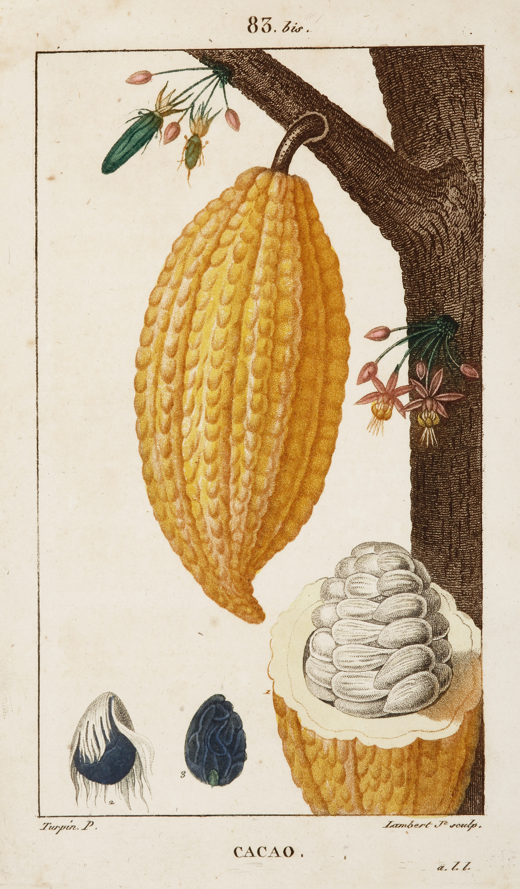 Cacao. - Antique Print from 1816