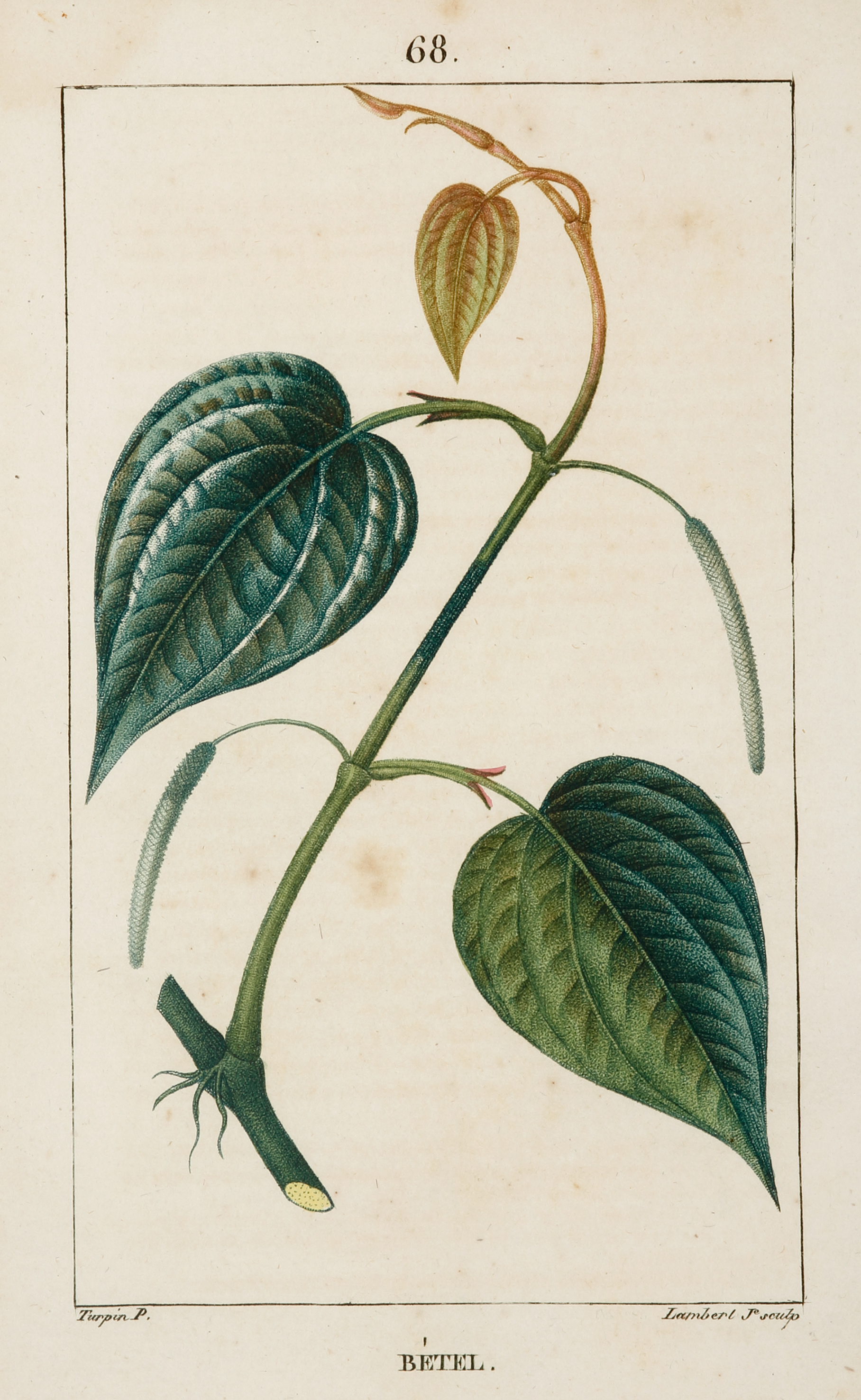 Betel - Antique Print from 1816