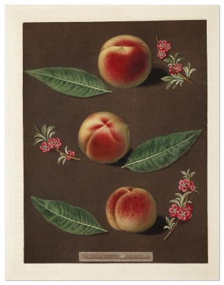 Plate XXXV Fruits, Herbs, Medicinal, Spices, Vegetables