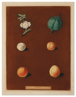 Plate XIIX BOTANICALS