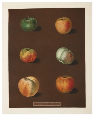 Plate LXXXVIII. Fruits, Herbs, Medicinal, Spices, Vegetables