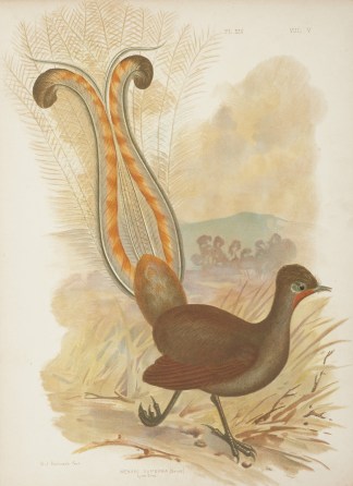 Menura Superba. Lyre-Bird. Gracius Broinowski