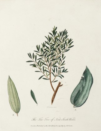 The Tea-Tree of New South Wales. Australian - General