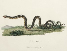 Snake, No. 5