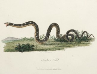 Snake, No. 5 Reptiles & Amphibians