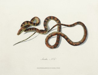 Snake, No.2 Reptiles & Amphibians