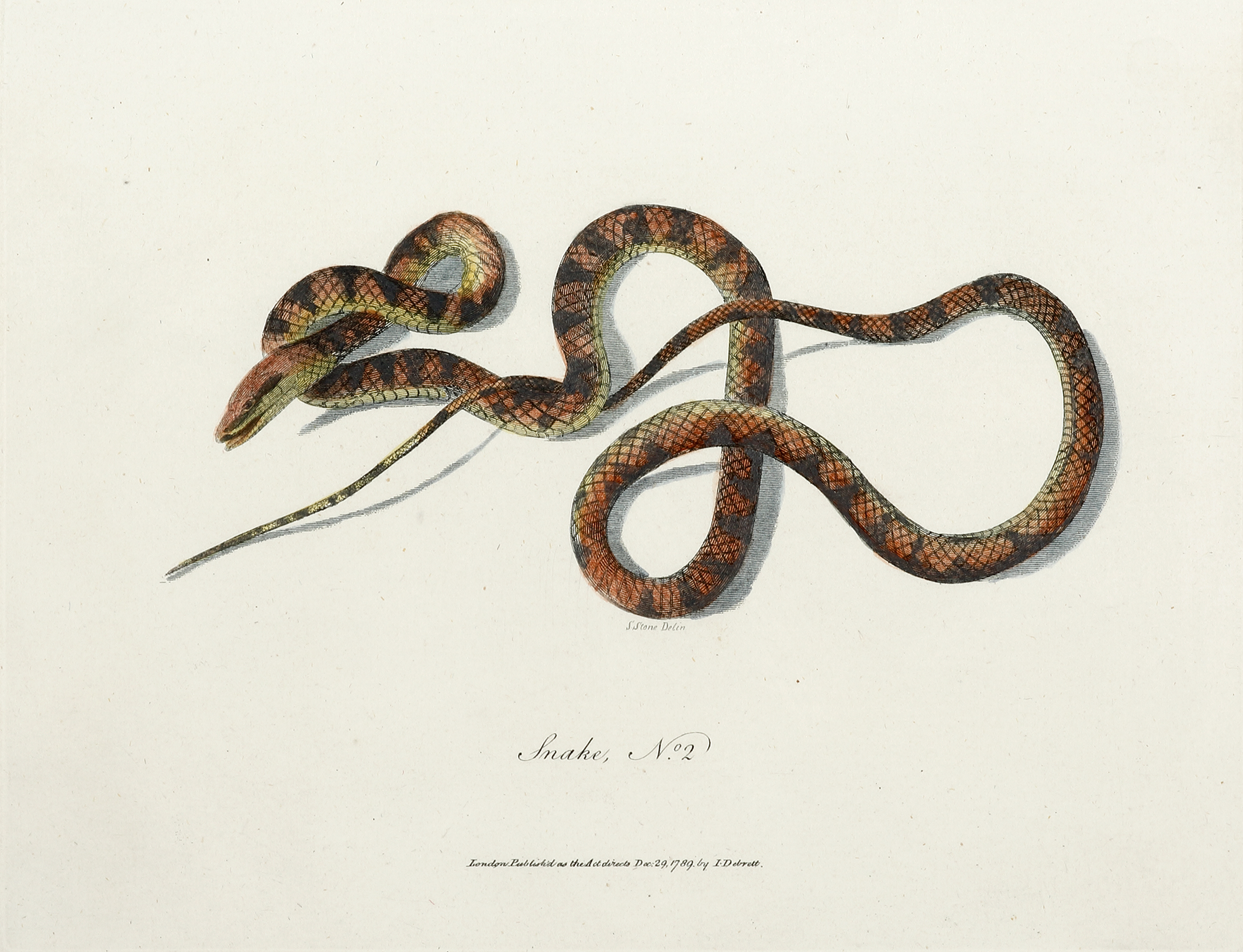 Snake, No.2 - Antique Print from 1792