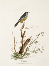 Motacilla