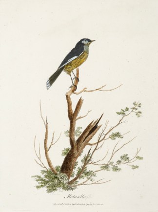 Motacilla Australian