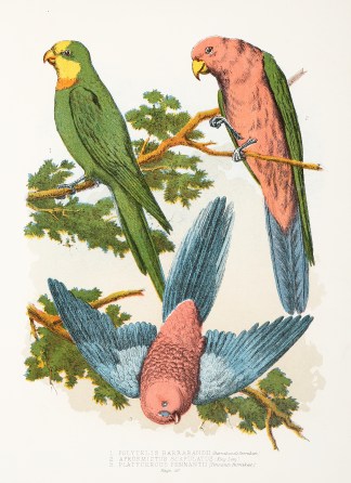 1. Polytelis Barrabanii 2.Aprosmictus 3.… Australian