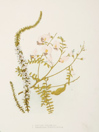 1. Epacris pulchella.  2. Swainsona coro… Australian - General