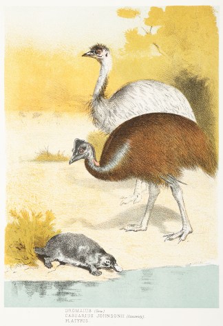 Dromaius (Emu), Casuarius Johnsonii (Cas… Australian