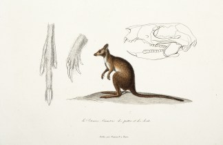 Le Potouroo. Caractere des pattes et des… Australian - General