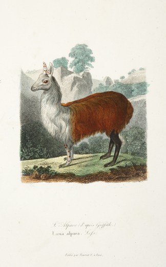 Alpaco d’Apres Griffith. Lama alpa… General / Global