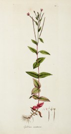 Epilobium Montanum. [Willow Herb]