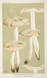 Agaricys (Entoloma) Prunuloides. Fruits, Herbs, Medicinal, Spices, Vegetables