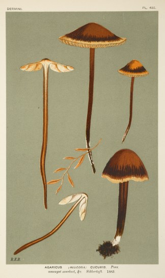 Agaricus (Naucoria) Cucumis. BOTANICALS