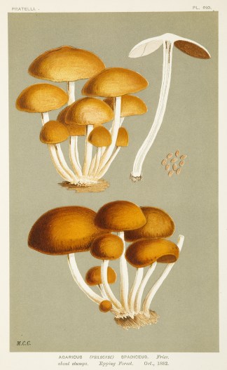 Agaricus (Psilocybe) Spadiceus. Fruits, Herbs, Medicinal, Spices, Vegetables