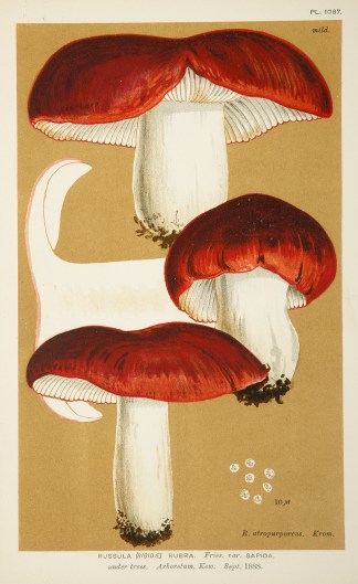 Russula (Rigidae) Rubra. Fruits, Herbs, Medicinal, Spices, Vegetables