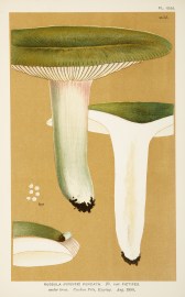 Russula (Furcatae) Furcata. Fruits, Herbs, Medicinal, Spices, Vegetables Russula (Furcatae) Furcata.