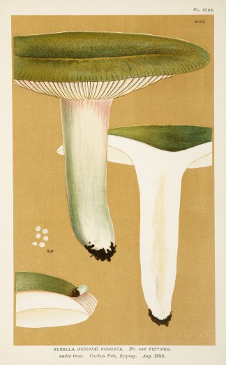 Russula (Furcatae) Furcata. Fruits, Herbs, Medicinal, Spices, Vegetables