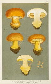 Cortinarius (Phlegmacium) Fulmineus. Fruits, Herbs, Medicinal, Spices, Vegetables Cortinarius (Phlegmacium) Fulmineus.
