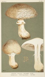 Cortinarius (Phlegmacium) Calochrous. Fruits, Herbs, Medicinal, Spices, Vegetables