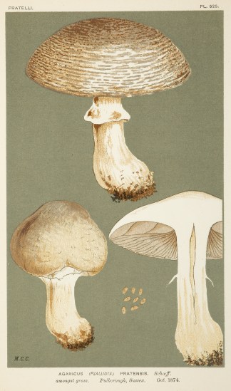 Cortinarius (Phlegmacium) Calochrous. Fruits, Herbs, Medicinal, Spices, Vegetables