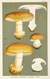 Cortinarius (Phlegmacium) Calochrous.