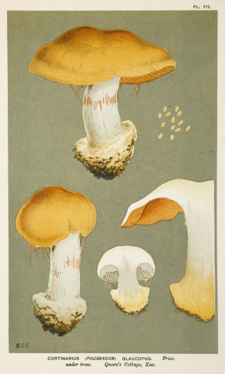 Cortinarius (Phlegmacium) Glaucopus. Fruits, Herbs, Medicinal, Spices, Vegetables