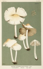 Agaricus (Hypholoma) Candolleanus.