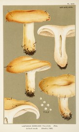 Lactarius (Russularia) Pallidus.