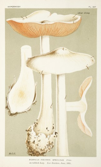 Agaricus (Volvaria) Speciosus Fries. Fruits, Herbs, Medicinal, Spices, Vegetables