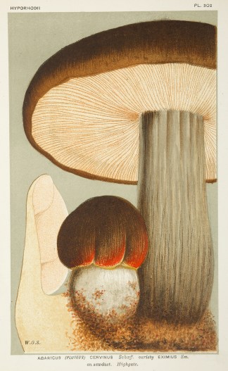 Agaricus (Pluteus) Cervinus Schoeff. Fruits, Herbs, Medicinal, Spices, Vegetables Agaricus (Pluteus) Cervinus Schoeff. Fruits, Herbs, Medicinal, Spices, Vegetables