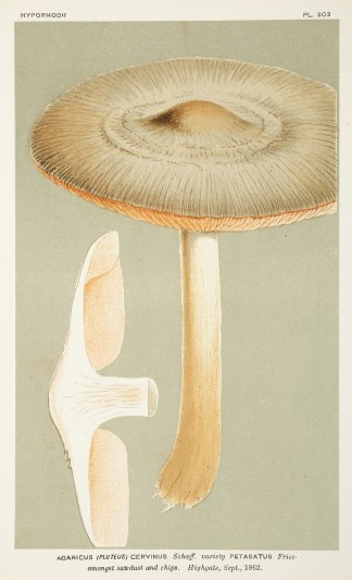 Agaricus (Pluteus) Cervinus Schoeff. Fruits, Herbs, Medicinal, Spices, Vegetables