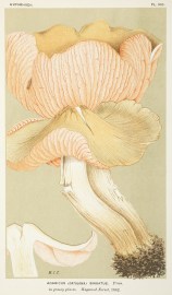 Agaricus (Entoloma) Sinuatus.