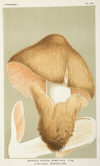 Agaricus (Volvaria) Bombycinus. Fruits, Herbs, Medicinal, Spices, Vegetables