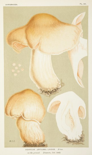 Agaricus (Entoloma) Lividus. Fruits, Herbs, Medicinal, Spices, Vegetables