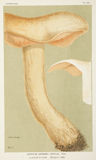 Agaricus (Entoloma) Fertilis. Fruits, Herbs, Medicinal, Spices, Vegetables