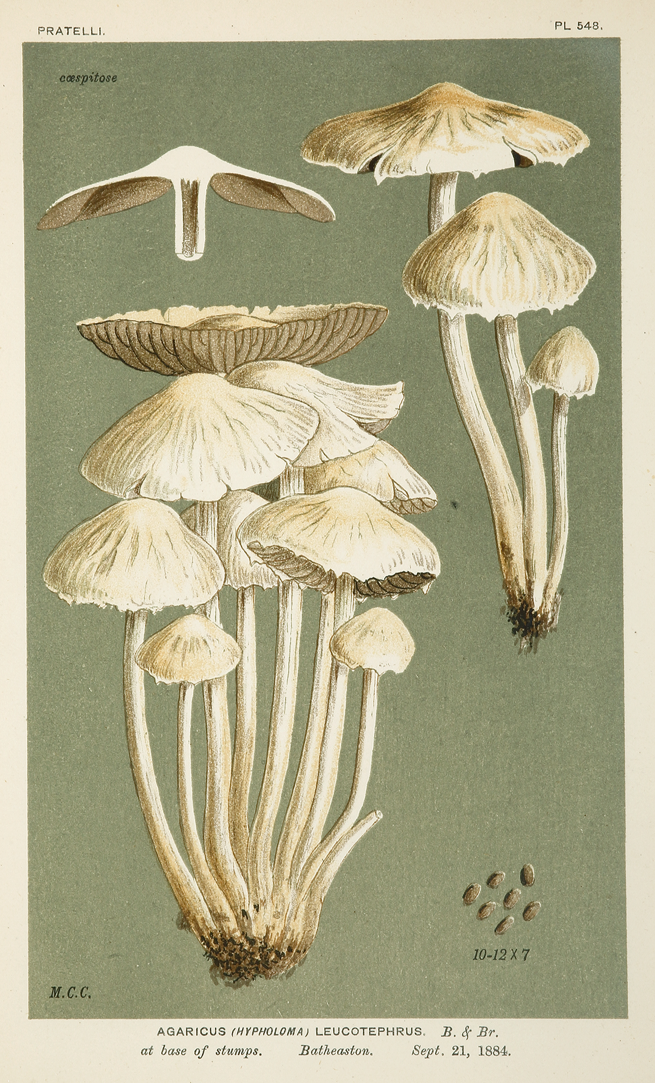 Agaricus (Hypholoma) Leucotephrus - Antique Print from 1884