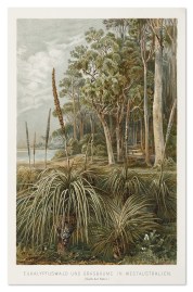 Eukalyptuswald und Grasbaume in Westaustralien.