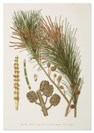 Erect She-oak (Casuarina suberosa, Otto et Dietr.)