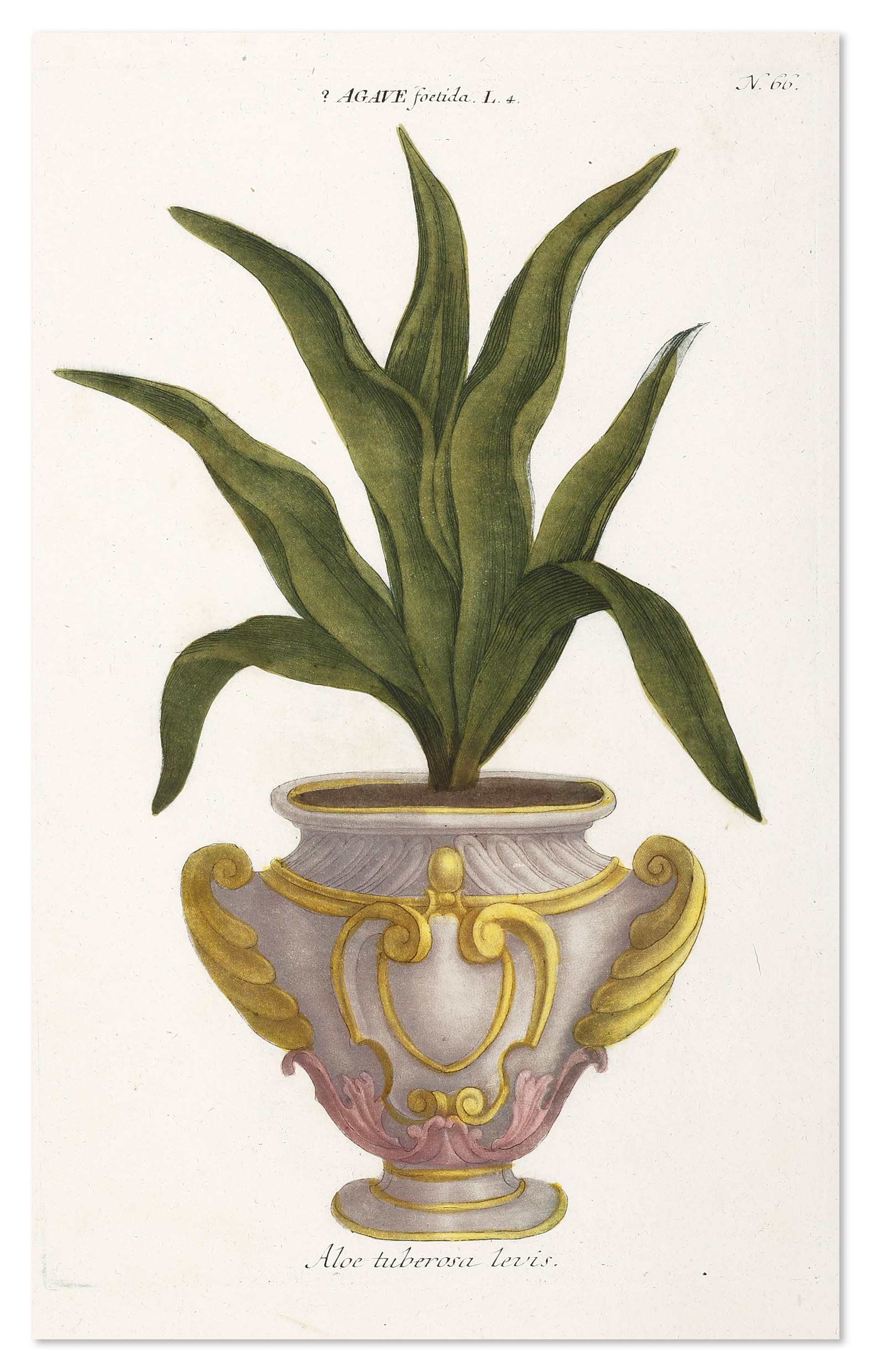 Aloe tuberosa levis - Antique Print from 1736