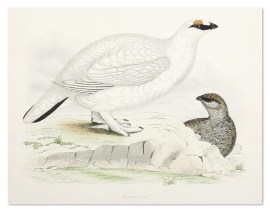 Ptarmigan General