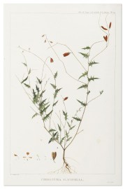 Chorizema Ilicifolia. Australian - General