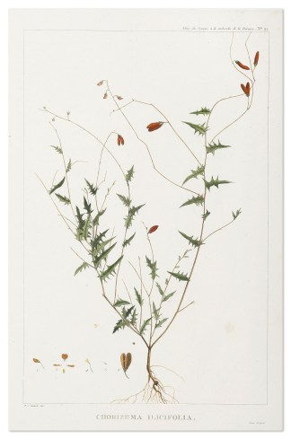 Chorizema Ilicifolia. Australian - General