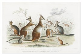 1.Lord Derby’s Kangaroo 2.Aroe Kangaroo 3.Pa… Australian - General
