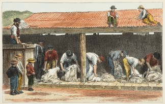 Sheep Shearing. Australiana (General)